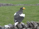 steller,s sea eagle.webp