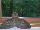 wildlife 004.webp