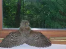 wildlife 004.webp