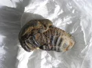Fossil1.webp