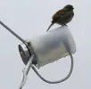 LNB-II.webp