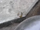 Wasp1.webp Wasp1.webp