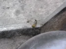 Wasp2.webp Wasp2.webp