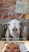 goat.webp goat.webp