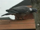 DSCN5755.webp