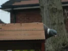 DSCN5756.webp