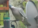 DSCN5757.webp