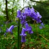 bluebells.webp