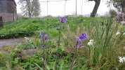 Wild meadow flower.webp