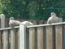 DSCN5799.webp