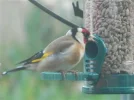 DSCN5803.webp