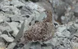 ptarmigan.webp