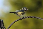bluetit3.webp