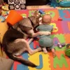 dogkids3.webp