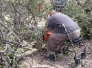 tree.webp