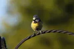 blue tit1.webp