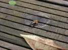 Bees11.webp