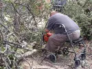 tree.webp
