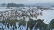 2014_12-11_13-47-00_ITV1 Border News A68 friendly sheep.jpg