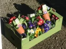 DSCN7555.webp