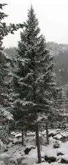 conifer.webp conifer.webp