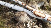 beaver-killed-in-work-accident-norway-2.jpg