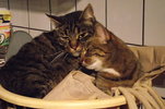 Harvey and Hepziba take over the washbasket_opt.jpg