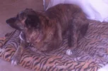 Molly.webp