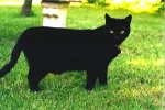 sooty.webp