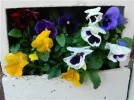 DSCN8437.webp
