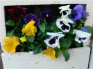 DSCN8437.webp