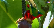 tf1_1.webp