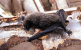 hibernating bat in woodshed - Copy.jpg