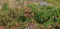 Spruce cones.webp Spruce cones.webp