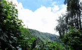 trees.webp