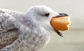 Baguette.webp