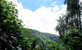 trees.webp