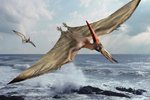 pteranodonSD.jpg