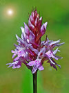orkide2v.jpg