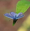 blue1.webp