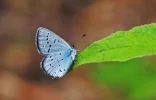 blue1side.webp