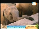 hod hod 53e.webp