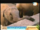 hod hod 53e.webp